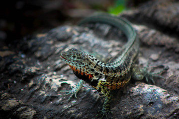 lagartija galapagos
