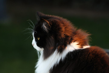 Felix (profile)