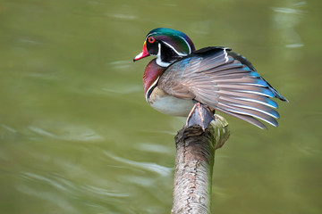 Wood Duck (Aix sponsa), Nativie to North America