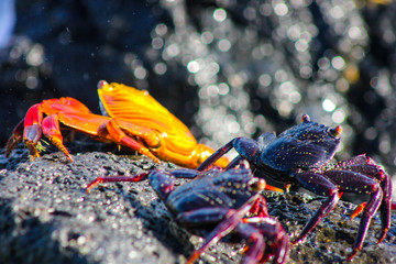 galapagos cangrejo