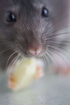 Muzzle rat close-up. The nose of a gray mouse. Mustache on the face