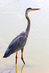 garza morena playa galapagos