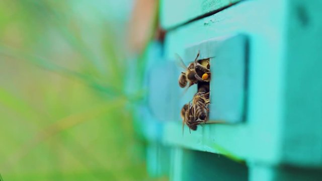 Slow motion of honey bees flying around beehive. An apiary in the summer.