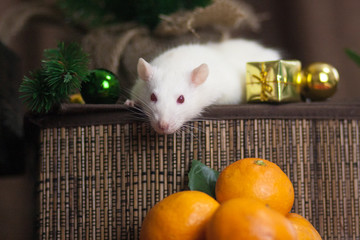 Christmas mouse . Year of the rat. Gifts for the holiday.
