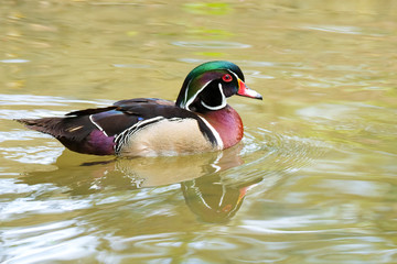 Wood Duck (Aix sponsa), Nativie to North America