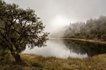 Enchanted lagoon with fog and trees, Mérida, Venezuela