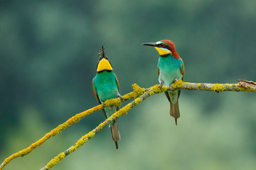 European bee-eater (Merops apiaster).