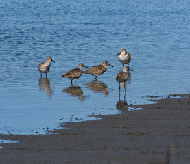 Sandpipers wading in the edge of a salt-marsh.