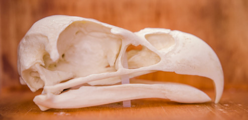 American Bald Eagle Skull