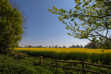 Beautiful landscape of yellow field under a perfect blue sky in the English countryside.
