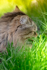 Cute little cat lay outside on green spring grass. Backlit.