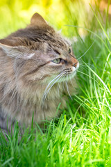 Naklejka na ściany i meble Gray fluffy cat on green grass background. Close up.