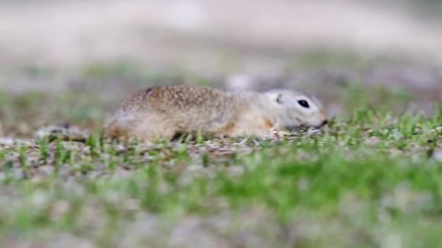 European Ground Squirrel (Spermophilus citellus) in its natural habitat.