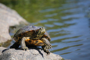 turtle sunning himself