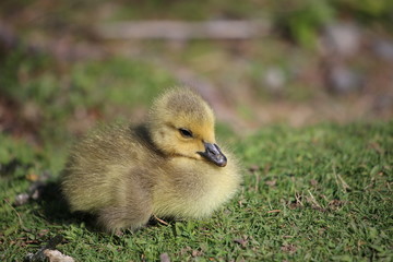 gosling in the grass