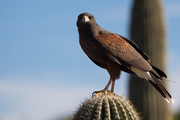 Harris's Hawk - Arizona Bird Watching - Raptor Predator Carnivore Desert Wildlife