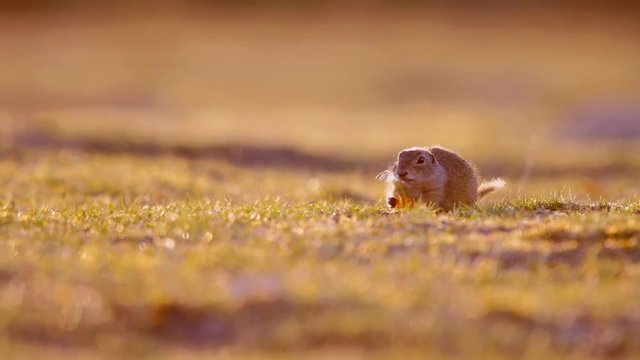 European Ground Squirrel (Spermophilus citellus) in its natural habitat.