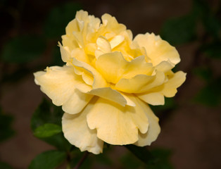 Mellow Yellow Rose Flower