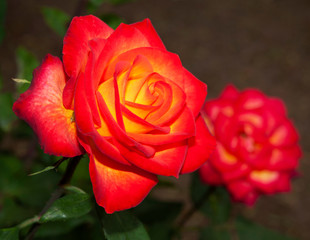 Perfect Moment Rose Flower