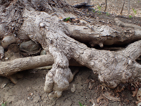 racines d'arbre