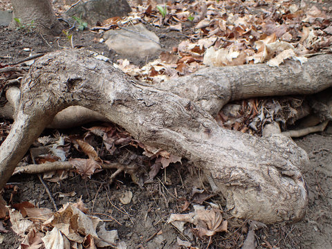 racines d'arbre