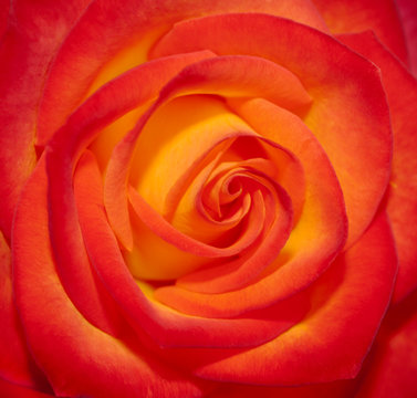 Perfect Moment Rose Closeup