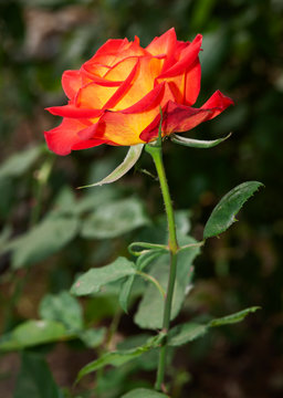 Perfect Moment Rose Profile