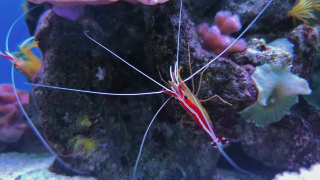 Lysmata debelius shrimp chrysiptera cyanea, corals