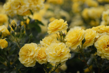 yellow flowers in the garden