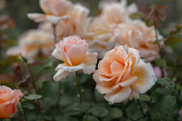pink rose in the garden
