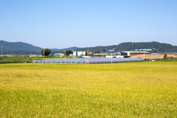 rice paddy in korea.