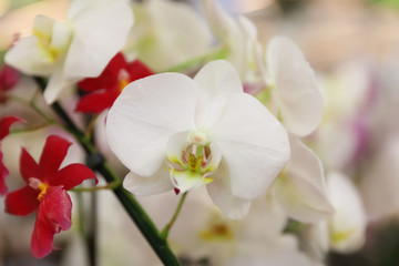 Beautiful blooming tropical orchid flowers on blurred background, closeup. Space for text