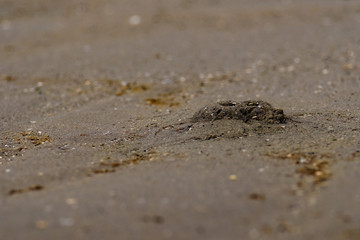 Fototapeta na wymiar Mini crab hole on beach