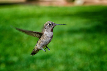 Fototapeta na wymiar Anna's Hummingbirds