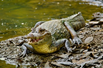 Crocodile 