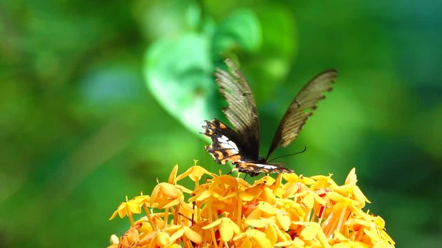Butterfly with flower. Royalty high-quality free stock video footage of butterfly on beautiful flower, collecting nectar from flower with blur background