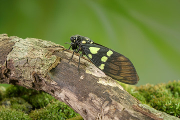 Cicada : Green and blue color butterfly-wings cicada (Gaeana cheni) is a cicada species from China and Southeast Asia (Thailand, Myanmar) Butterfly cicadas with broad multicolor wings.