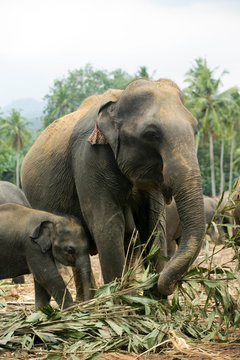 elephants sri lanka