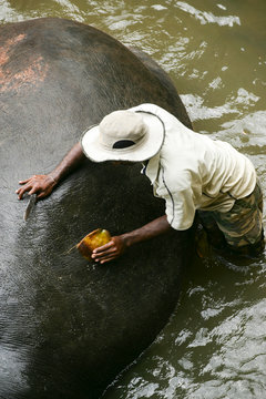 elephants sri lanka