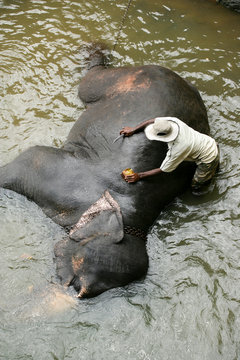 elephants sri lanka