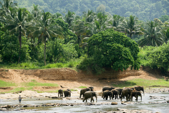 elephants sri lanka