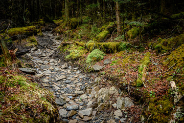 Rocky Trail Cuts Through Mossy Forest
