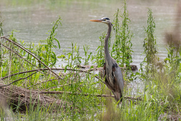 Great blue heron