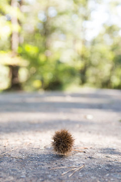 “Chestnut Bur” Images – Browse 232 Stock Photos, Vectors, and Video