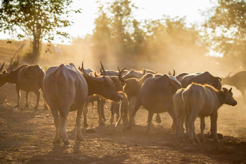 Fototapeta premium Blurred wallpaper (buffalo flocks) that live together, many of which are walking for food, natural beauty, are animals that are used to farm for agriculture, rice farming.
