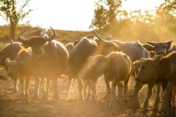 Blurred wallpaper (buffalo flocks) that live together, many of which are walking for food, natural beauty, are animals that are used to farm for agriculture, rice farming.
