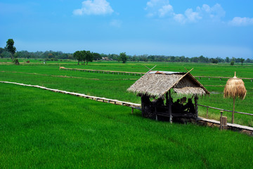 Fototapeta na wymiar Thatched cottage and wooden path in rice field shown Asian way of life.