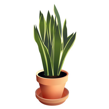 Snake Plant or Mother-in-Law's Tongue Houseplant in Terra Cotta Pot
