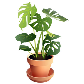 Swiss Cheese Monstera Houseplant in Terra Cotta Pot Isolated