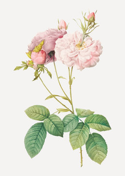 Pink damask rose